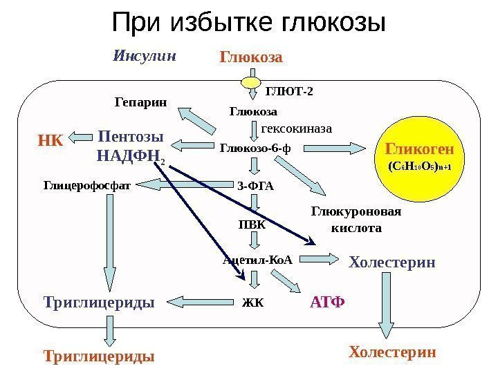 На картинке видно, что в случае заполненных запасов гликогена, глюкоза переходит в глицерофосфат и уходит на синтез триглицеридов, то есть жира!