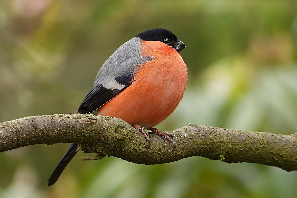 https://pixabay.com/photos/bullfinch-pyrrhula-bird-male-tree-1269677/