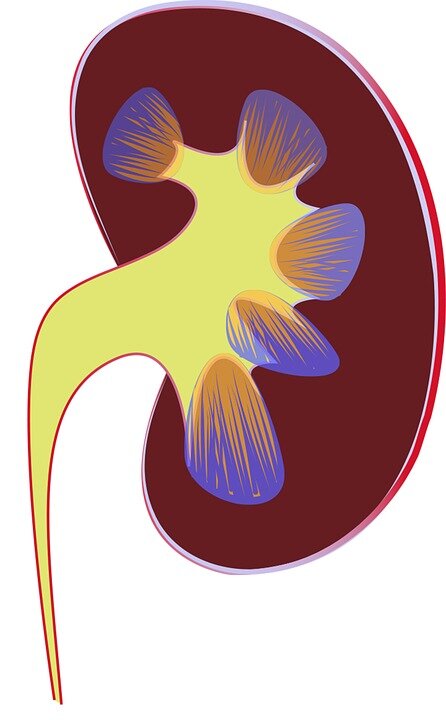 https://cdn.pixabay.com/photo/2016/10/03/05/12/kidney-1710923_960_720.jpg