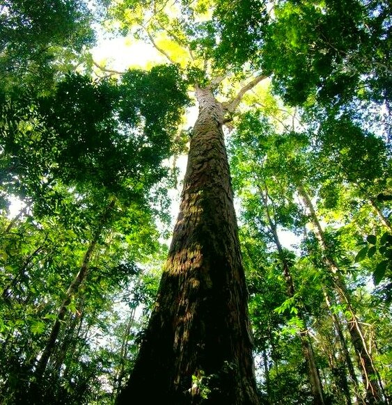 Самое высокое дерево