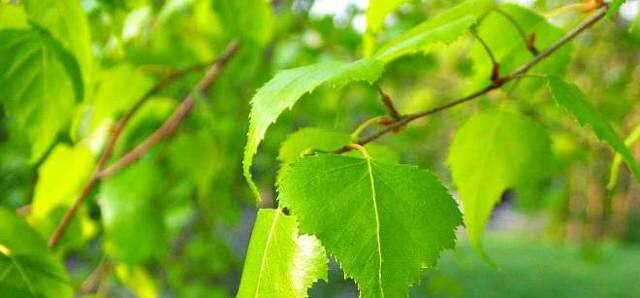 Благодаря своим лечебным свойствам лист березы нашел широкое применение в медицине. Лекарственное растение улучшает общее самочувствие, нормализует работу всех систем организма.