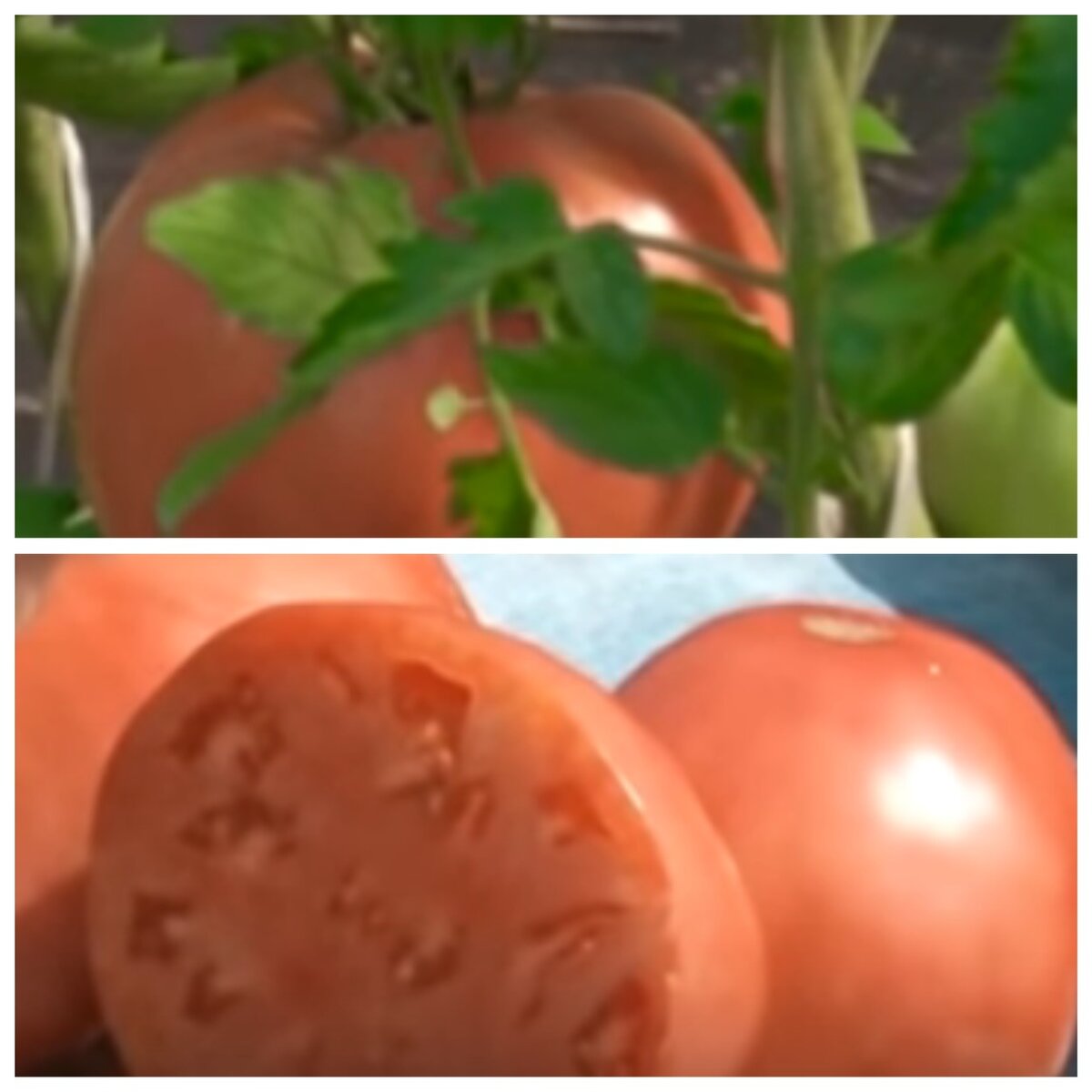 Мясистые сахарные сорта томатов