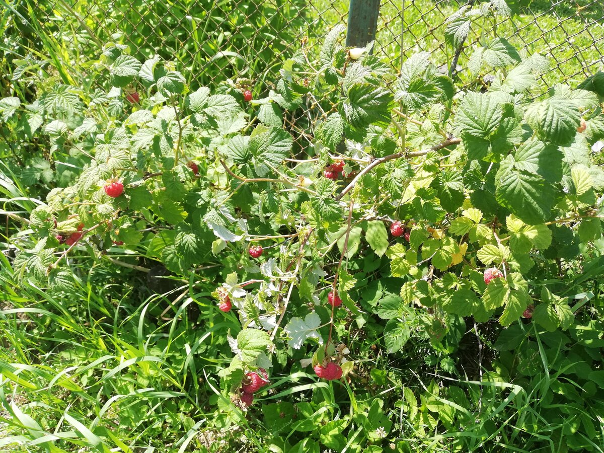 Посадили 3 ряда кустов смородины. На даче росло 8 кустов. Мульчирование плодовых кустарников. Малина живая изгородь. На даче росло 8 кустов.