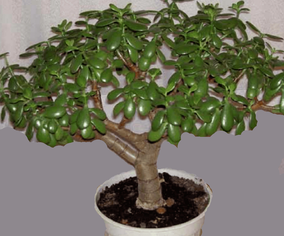 Фото взяты из ЯК,в свободном доступе.

