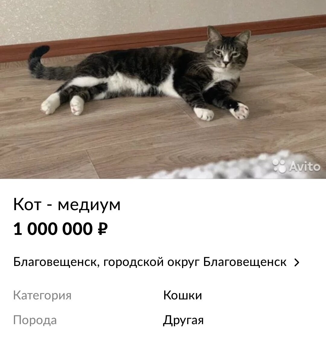 источник фото: авито