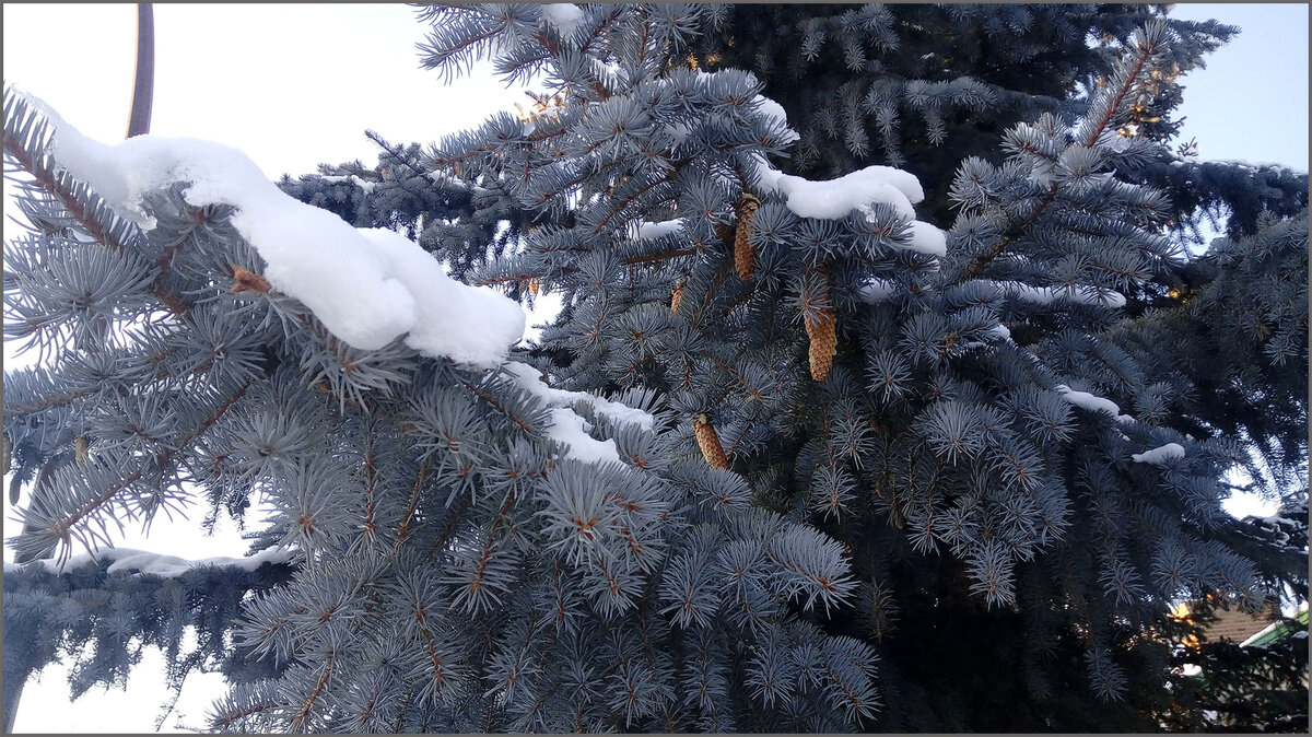 Шишки на елках