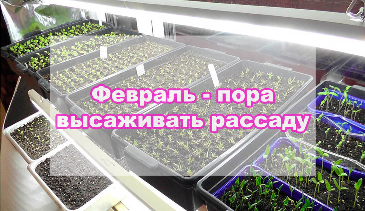  В феврале у многих садоводов и огородников начинаются хлопоты, связанные с подготовкой рассады.