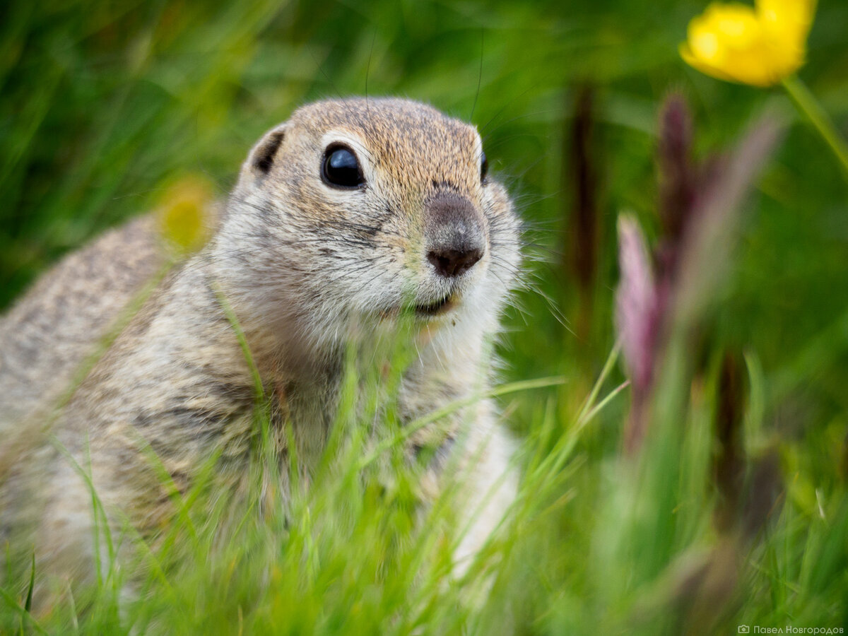 Суслик на поляне Эммануэля. Источник: club.olympus.com.ru