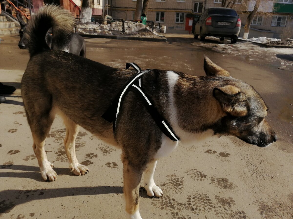 Котенка лайка дзен. Самоед и котенок. Британский кот хаски. Котенка лайка дзен. Котята из лайка.