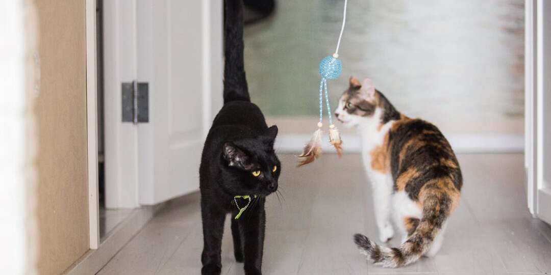 Черный котик. Обычная история.