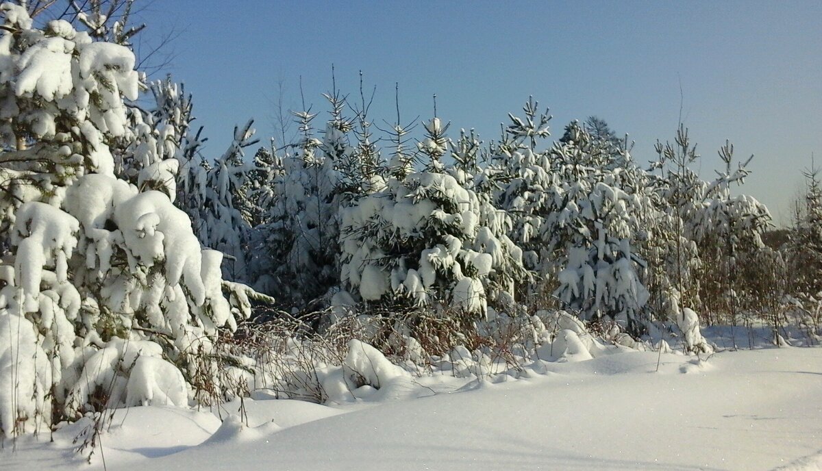 Фото взято из интернета