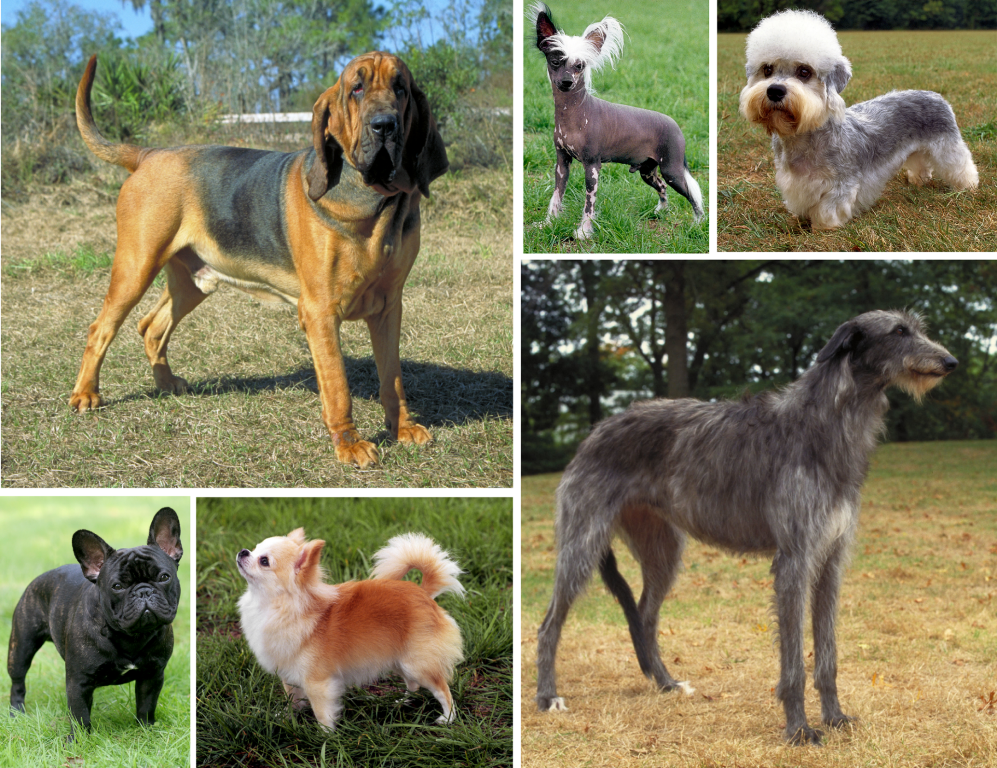 Говорящая порода собак. Разные породы собак. Породы собак названия. Разные породистые собаки. Популярные породы собак.
