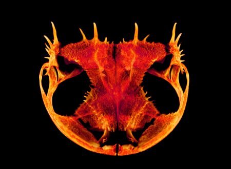 Anotheca spinosa, древесная лягушка из Центральной Америки, вероятно, использует костные шипы на своем черепе в качестве защиты от хищников.
(Изображение: © Музей Флориды / Изображение Эдварда Стэнли)