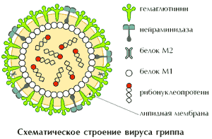 Вирус гриппа рисунок