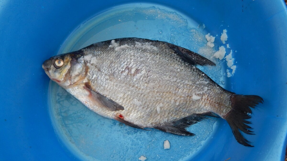 не красная конечно
но тоже очень вкусно закоптить