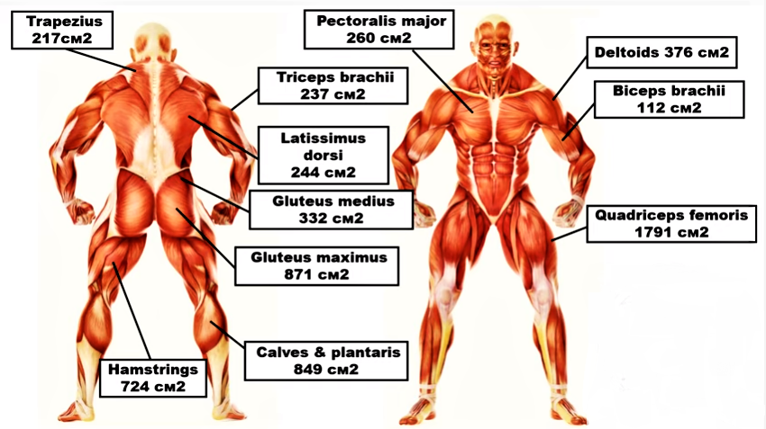 Крупные мышечные группы. Размер мышц.
