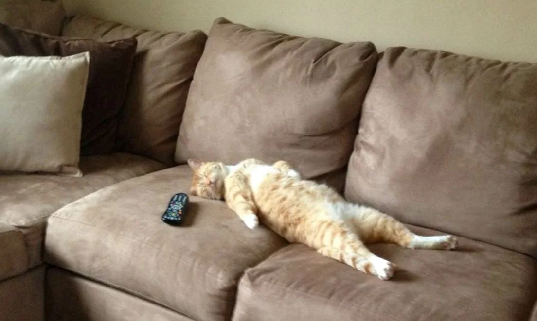 Включи дом лежать. Кот на диване. Коты на диване. Смешной кот на диване. Кошка лежит на диване.