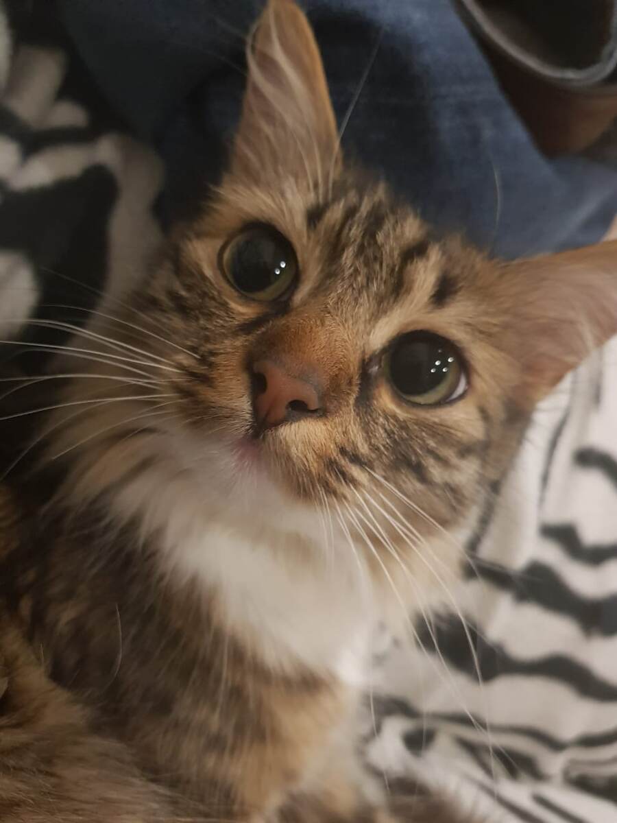 Сегодня с нами Кошка "Маня" фото из личного архива