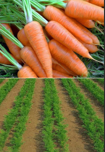 посадки моркови