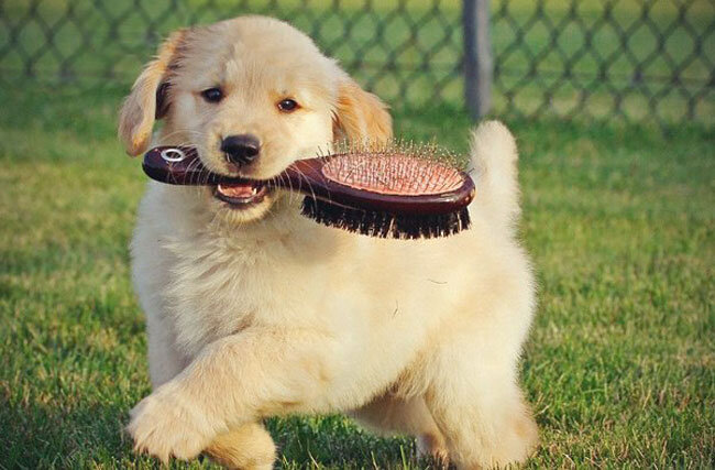 Взято с открытых источников Yandex.ru