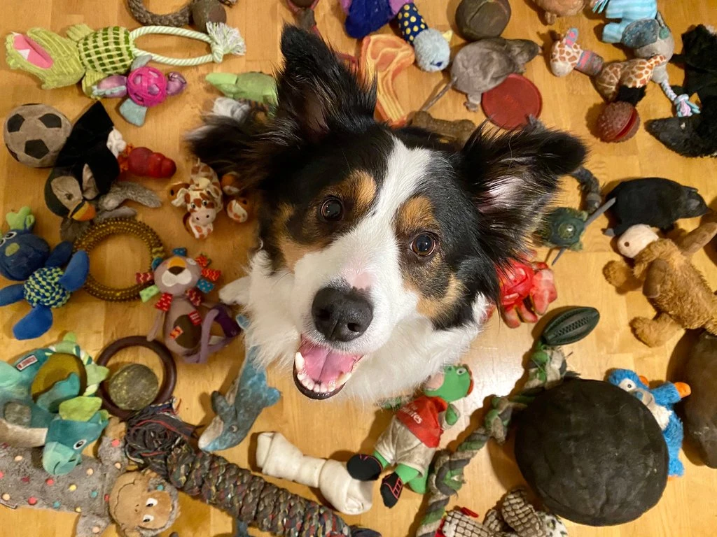 Это фото другой бордер-колли, тоже научившейся различать предметы (вот ссылка на интересную статью:https://www.nytimes.com/2020/02/20/science/dog-learning-toys.html