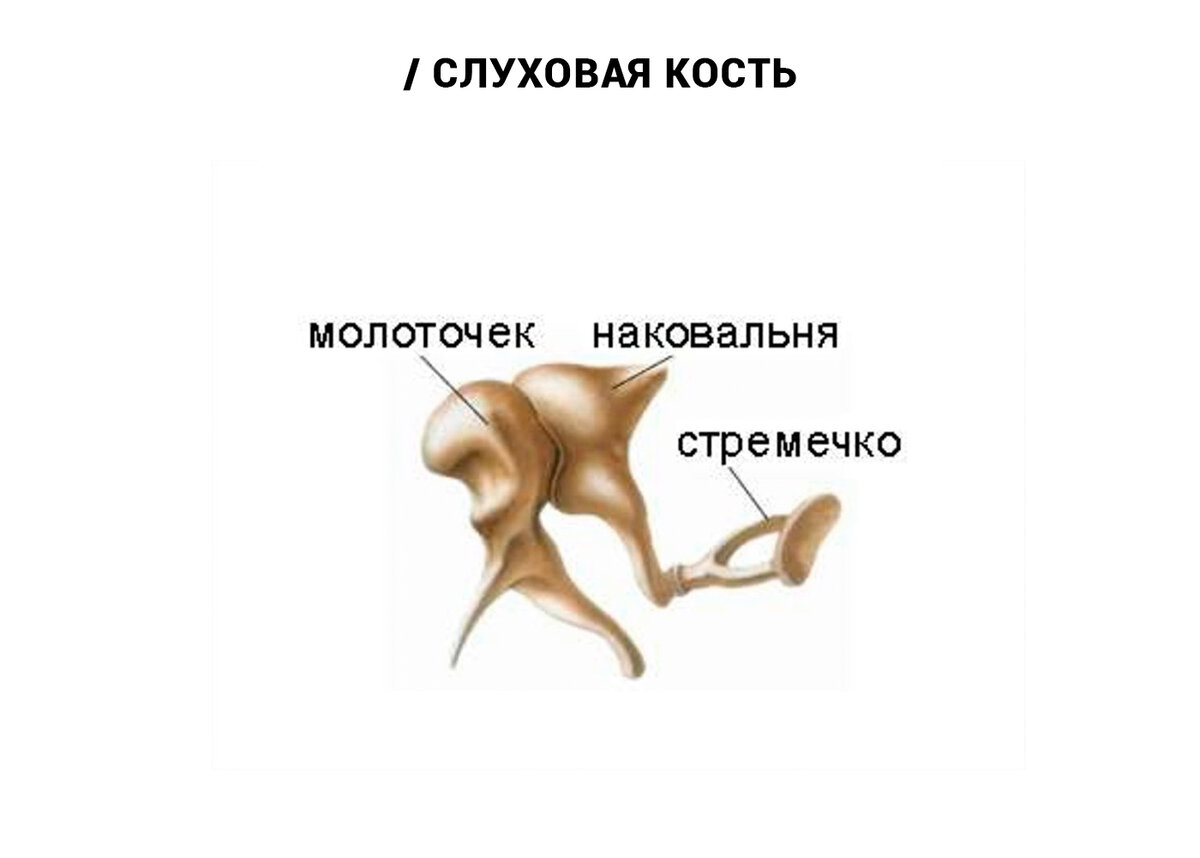 Самый кости