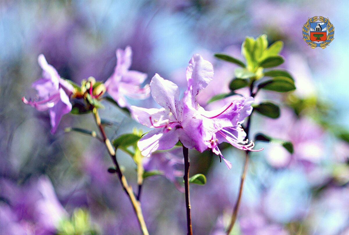 Фото алтайтурцентр