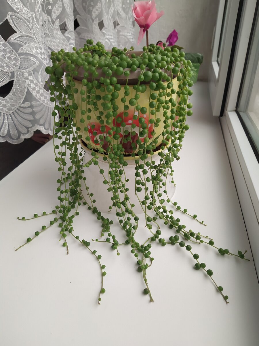 Фото автора.