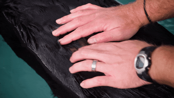 Нижний слой меха абсолютно сухой, разве это не удивительно?