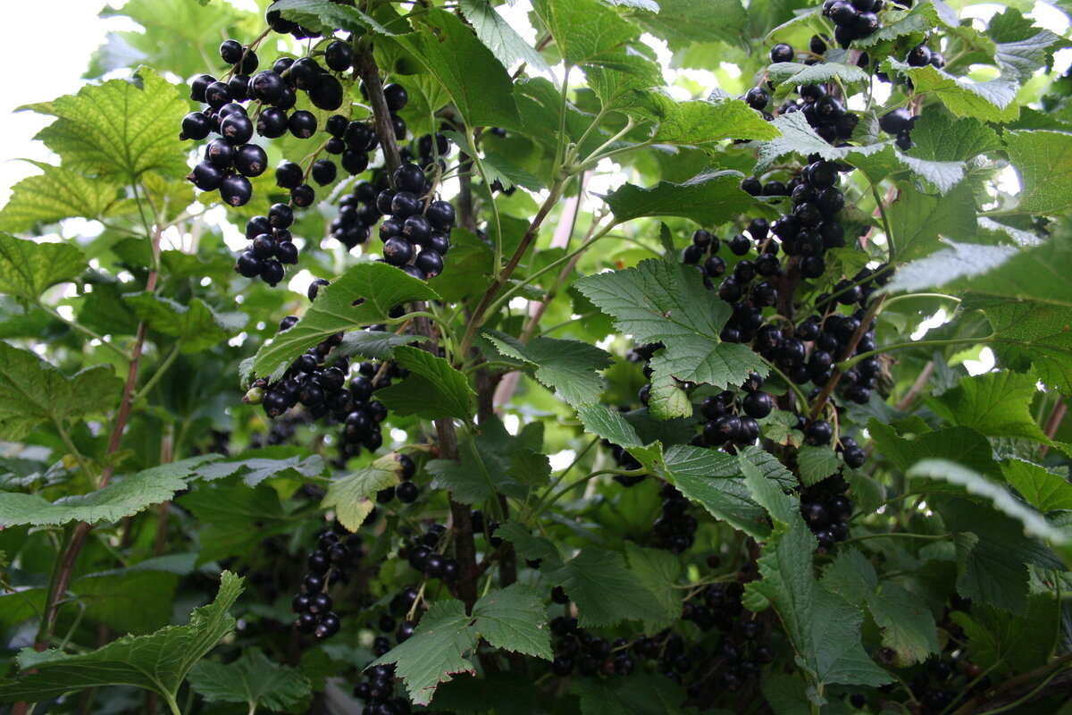 Смородина кустарник