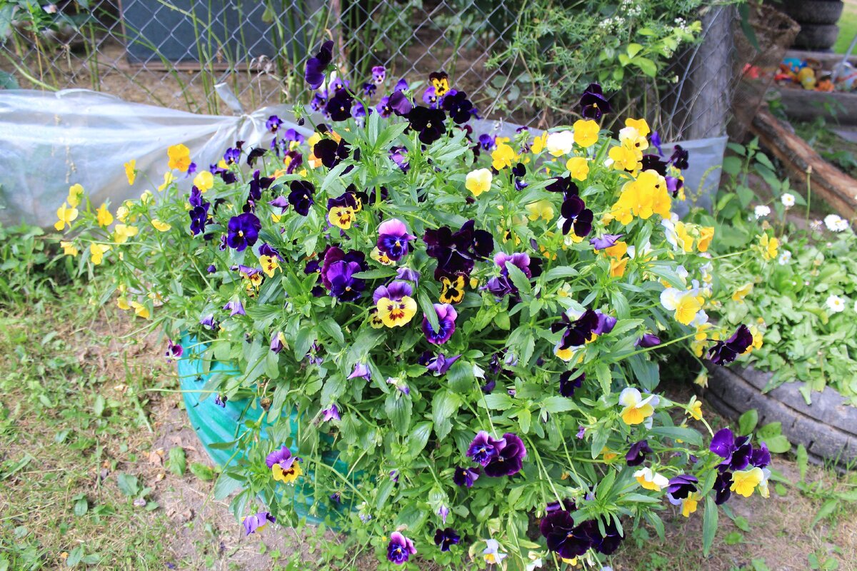 Анютины глазки в "колесе"