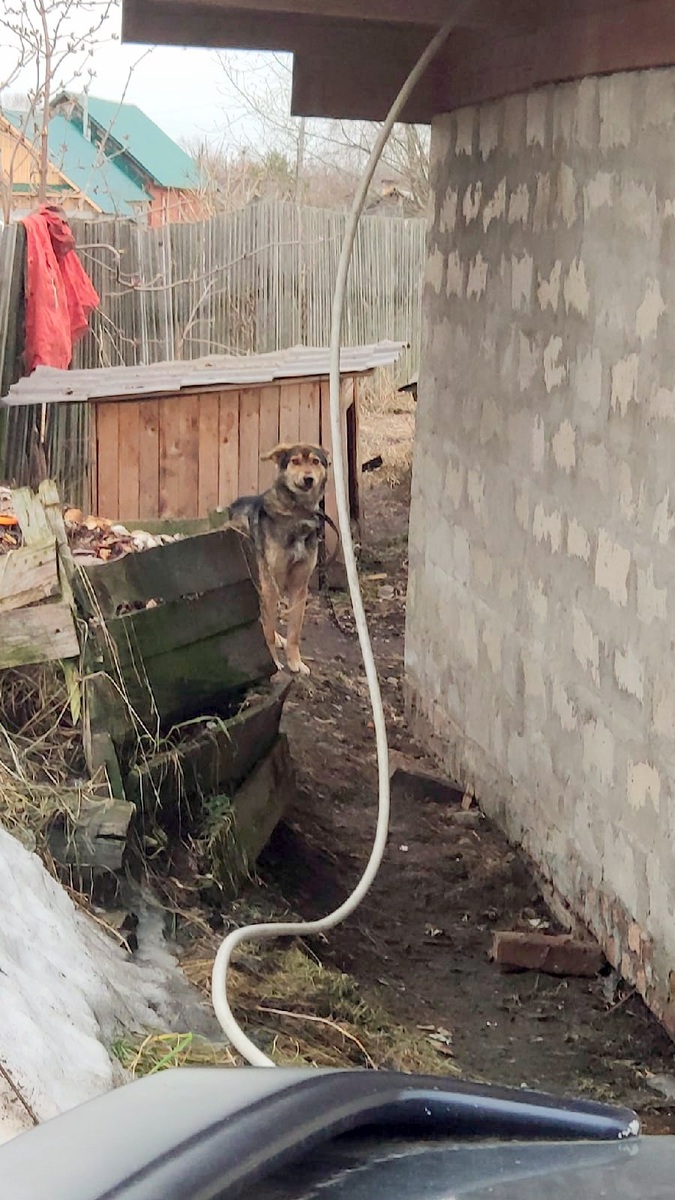 Бедняга робко выглядывает - принесли поесть, ждет...