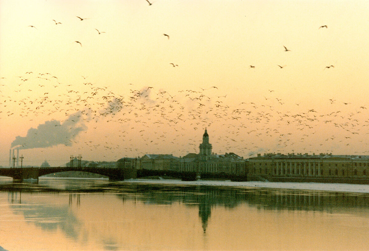 Рутуб страх над невой. Птицы над Питером. Птицы над Москвой. Петербург вечер птицы. Птицы над городом зима.