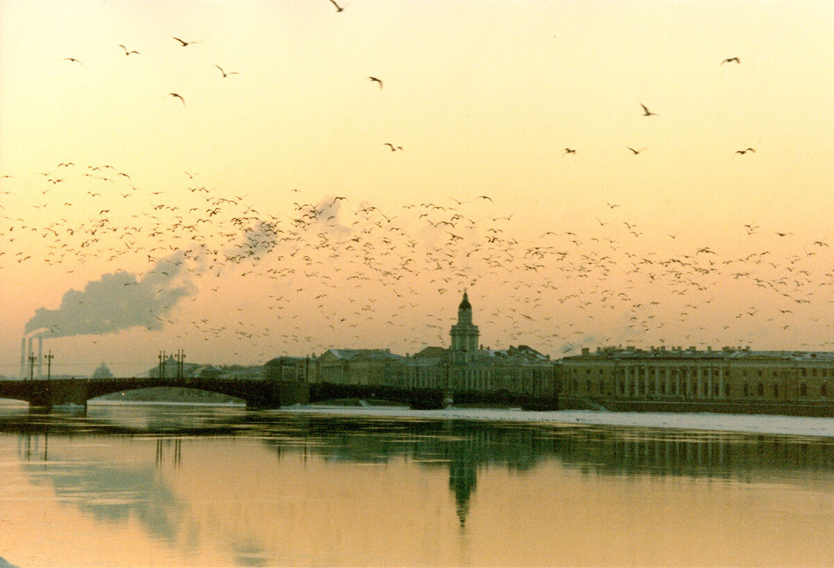 Страх над невой книга. Птицы над Питером. Петербург вечер птицы. Чайки над Невой. Страх над Невой.