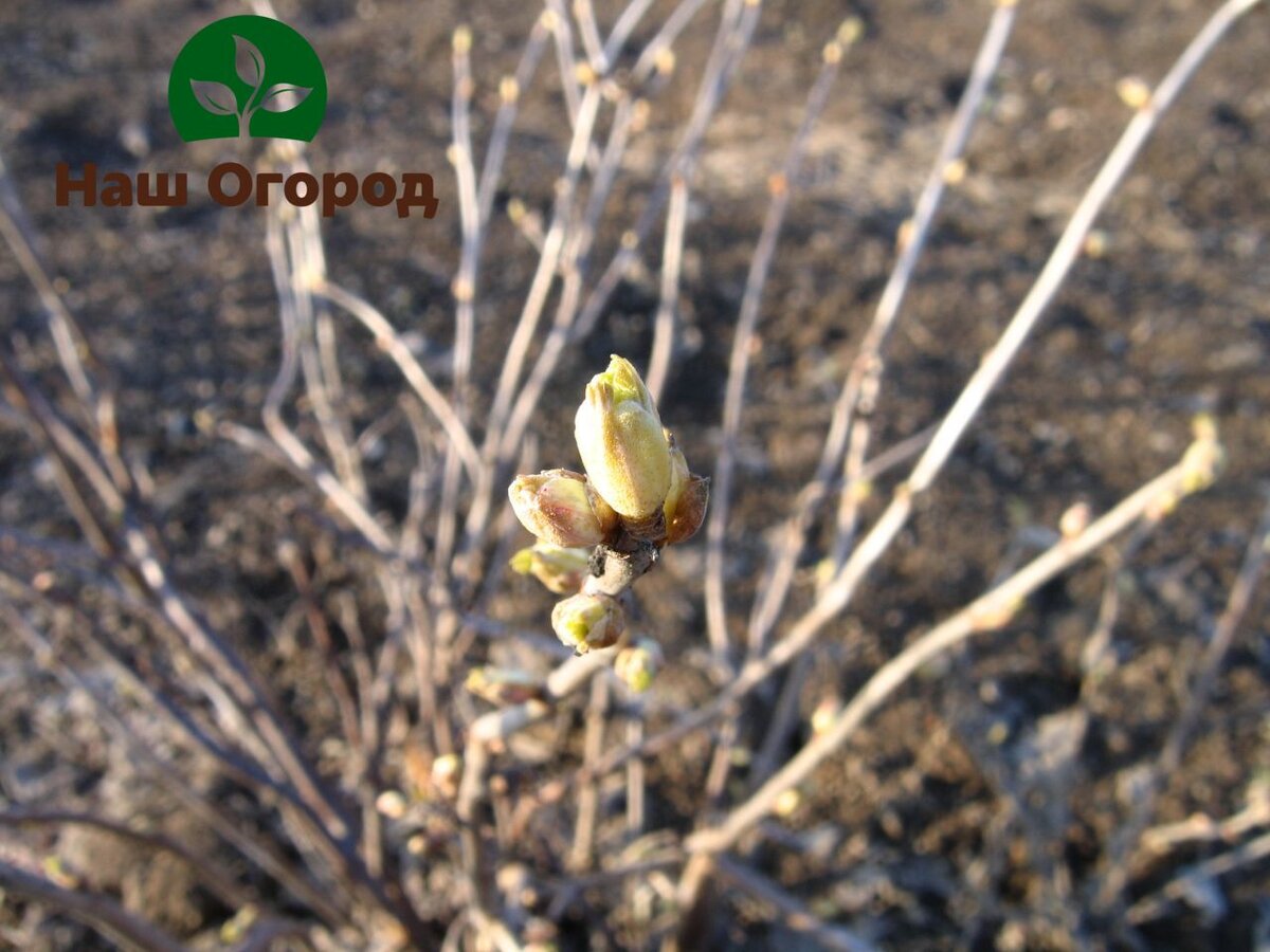 Легкие правила для грамотной обработки ваших плодовых.