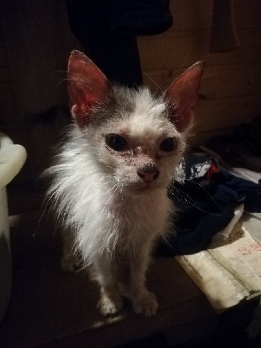 Вот такой пришёл. Уже намного веселее))) 