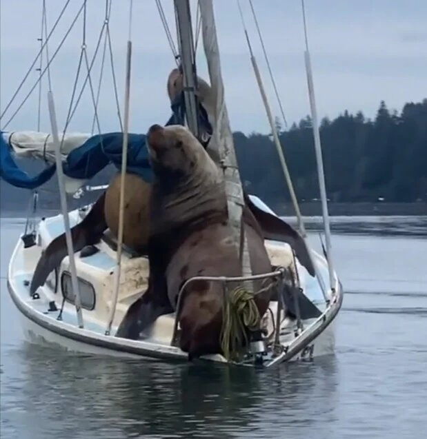 Морской форсаж