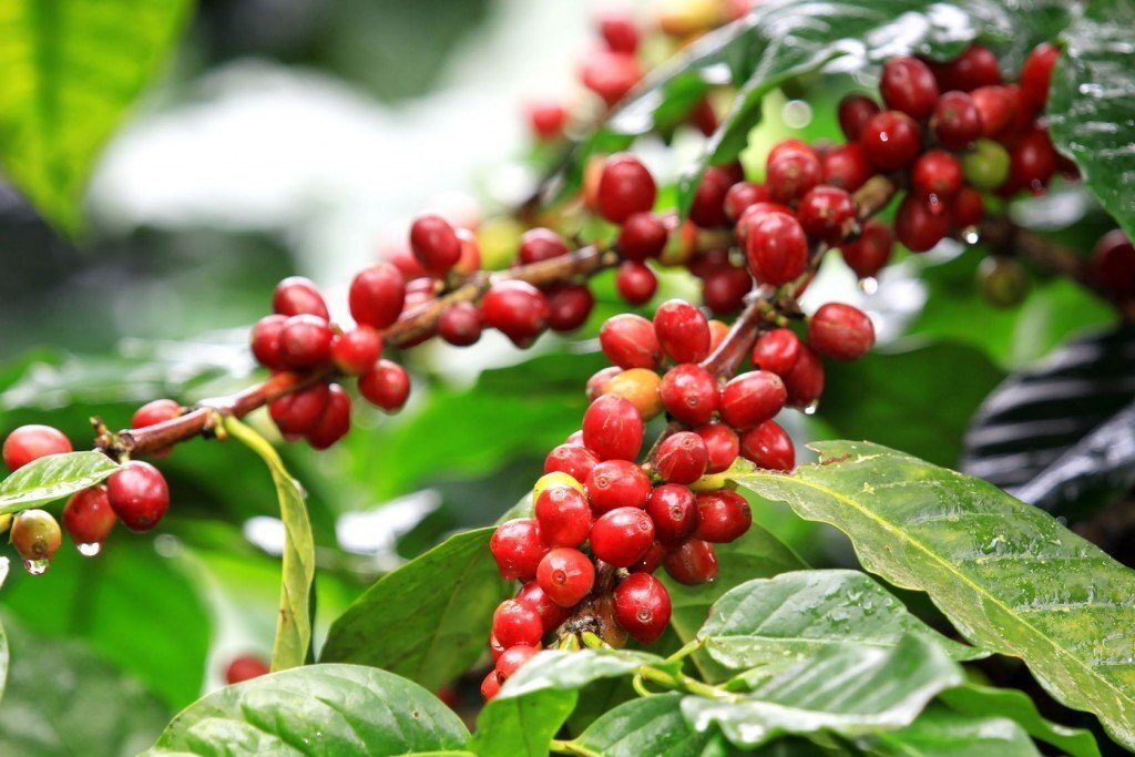 КО́ФЕ (Coffea), род растений сем. мареновых. Вечнозелёные или листопадные деревья и кустарники с супротивными кожистыми листьями. Цветки белые или розовые, ароматные, пазушные. Плоды – красные двусемянные ягоды (диаметр 1–1,5 см). Более 60 видов, произрастающих в подлеске влажных тропич. лесов Африки и Азии. Ряд видов культивируют в тропиках обоих полушарий ради семян (т. н. кофейных бобов или зёрен), идущих для получения кофеина и приготовления тонизирующего напитка, также называемого К. Самые большие площади заняты К. аравийским (C. arabica) родом из Эфиопии (семена содержат 0,6–2,7% кофеина); выращивают с 14–15 вв. на Аравийском п-ове (К. – осн. напиток в культуре мусульман, особенно у бедуинов); порт Моха был гл. центром экспорта К. В 18 в. этот вид завезён в Бразилию – ныне мировой центр культуры К. Вечнозелёный кустарник или небольшое дерево выс. до 5 (10) м, со съедобными сладкими плодами. Цветёт на 3–6-й год жизни, плоды созревают через 8–9 мес после цветения.