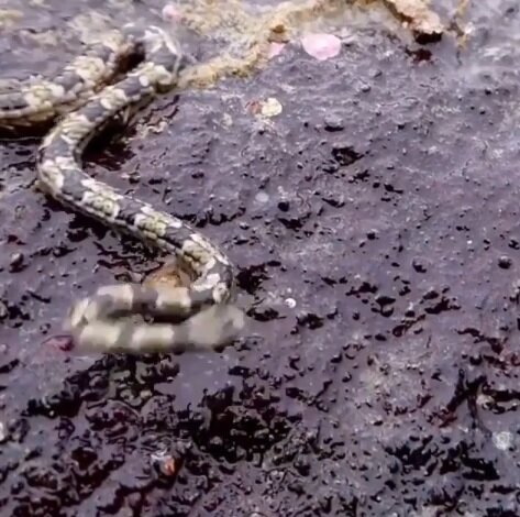 Кадр из видео: fishing_island_sakhalin_ Instagram