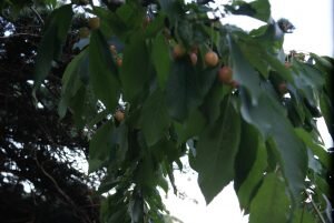   Фото автора. Черешня созревает . С веранды. Алупка.Крым. июнь 2019 