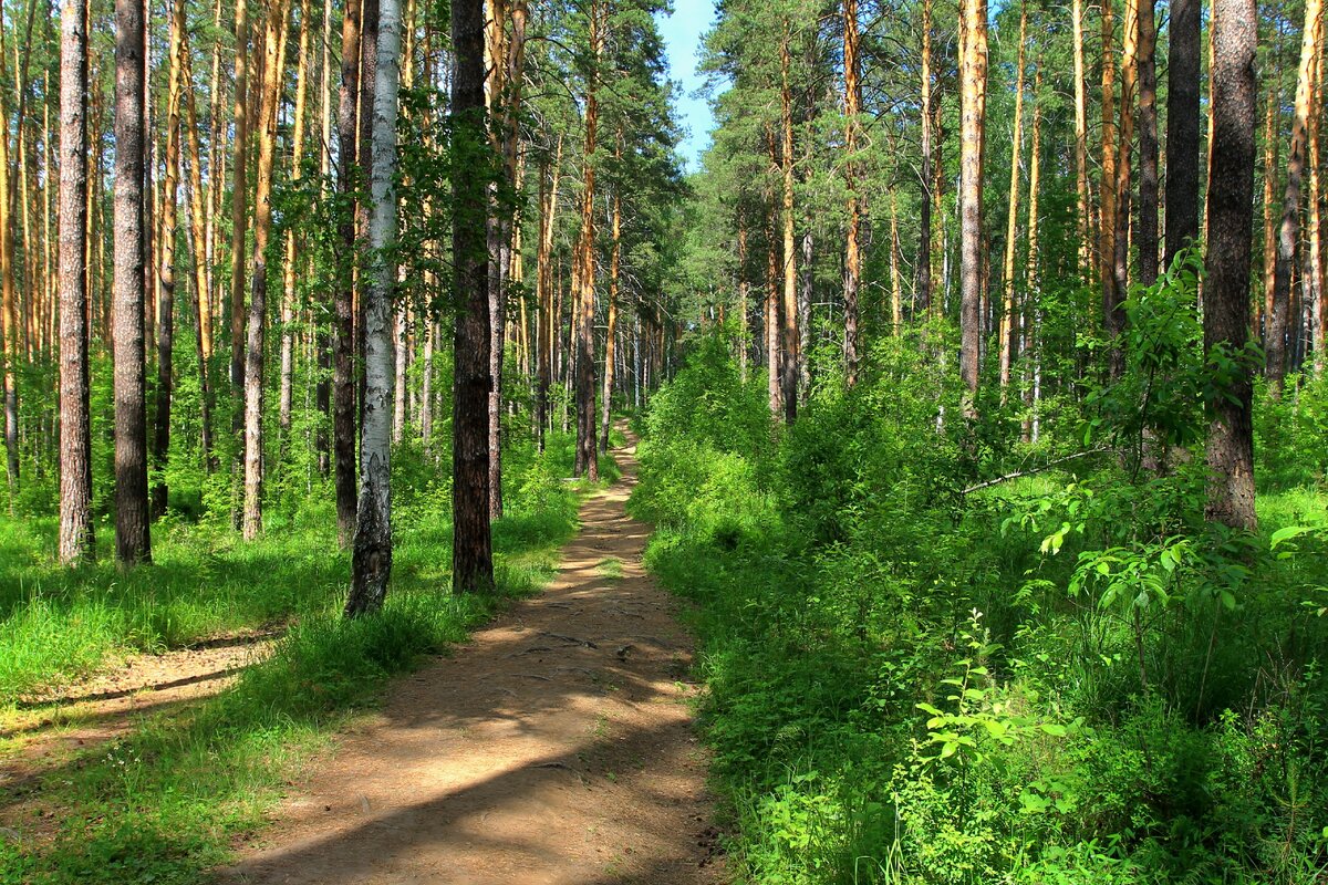 Дорога на Тальков камень по Черновскому увалу