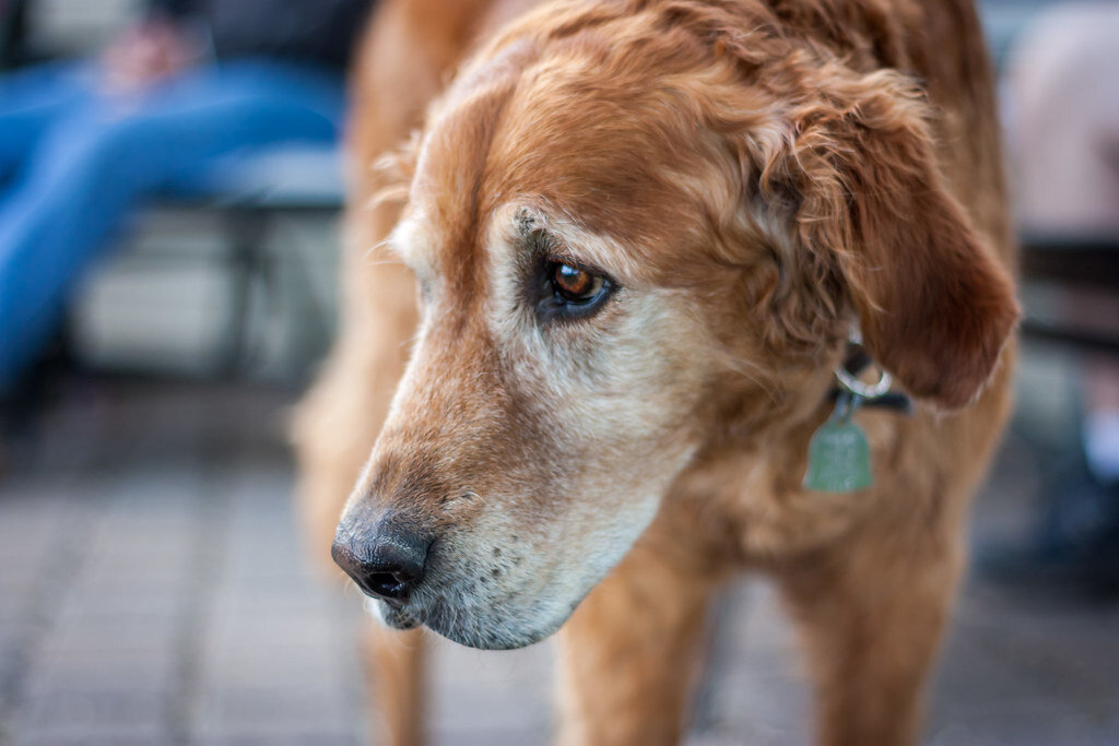 Признаки и восстановление собаки после инсульта