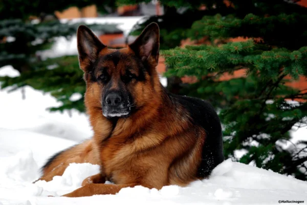 первое место Немецкая  овчарка. Источник фото: https://avatars.mds.yandex.net/get-zen_doc/1872259/pub_5f363a3549bcd910e630c5ad_5f3c1f59f0545f3394b4cb8d/scale_600