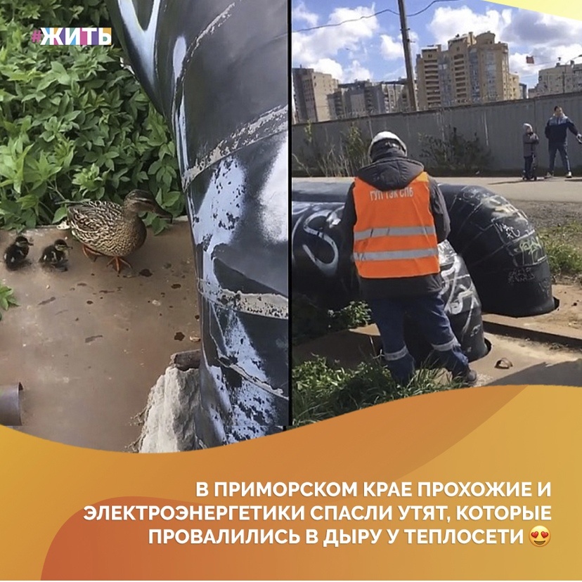 В Приморском районе Санкт-Петербурга местные жители спасали утят, провалившихся в зазор рядом с теплосетью😔 
Горожан привлек громкий голос мамы-утки, которая пыталась докричаться до своих малышей, попавших в беду. Птица вывела десятерых деток на прогулку, но шестеро самых неуклюжих свалились в яму. К счастью, они выжили и подавали сигналы своей маме😌

В этот момент птичье семейство привлекло внимание уже десятка прохожих. Неравнодушные люди тут же вызвали на место аварийную бригаду. Позднее к ней приехали на помощь и специалисты из ГУП «ТЭК»☝

Вскоре они успешно соорудили себе «люк» и спустились за упавшими утятами🦆

Спасибо всем, кто не остался равнодушным в случившейся беде🙏

#жить #проектжить #добро #помощь #утята