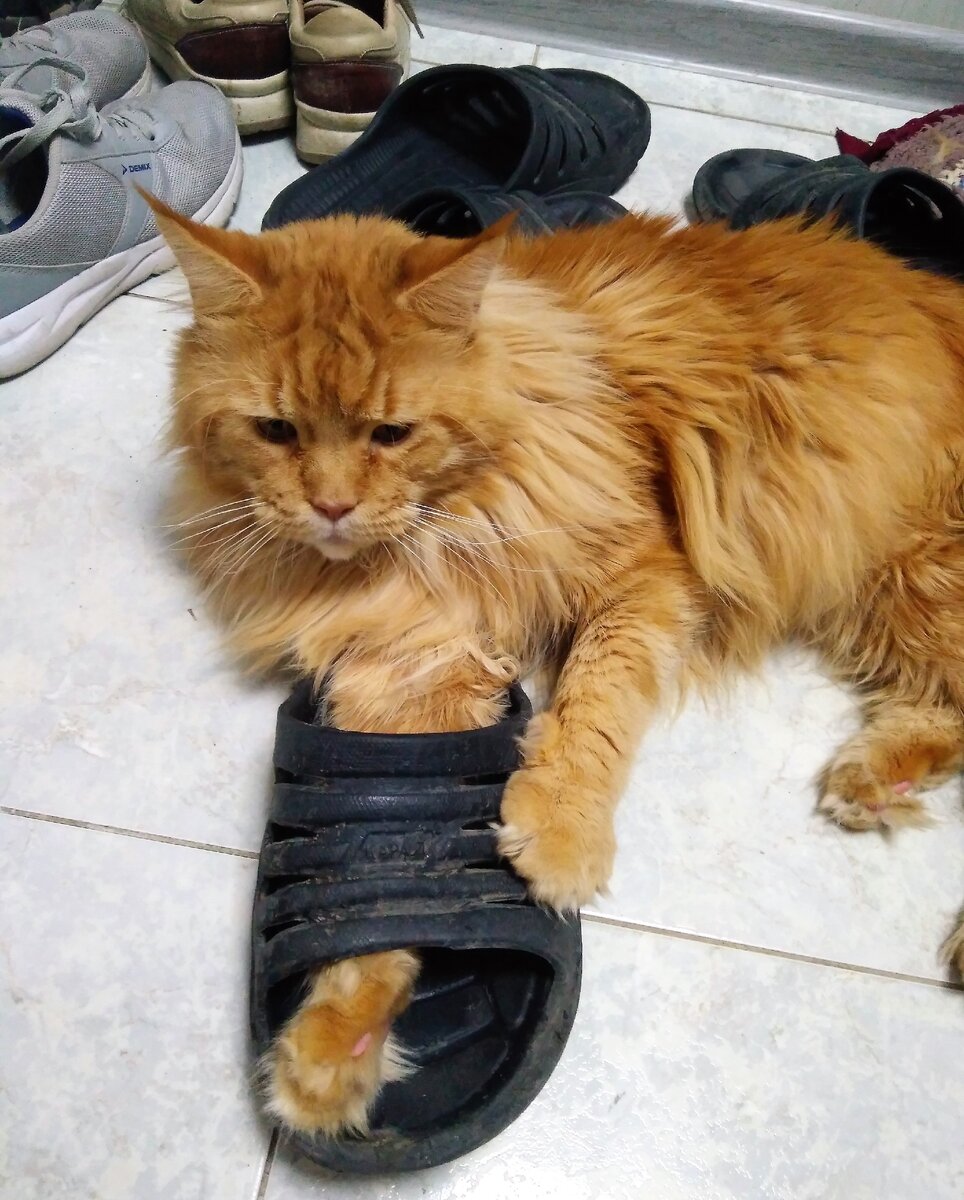 Как тут без прививки, если любимое место уличная обувь