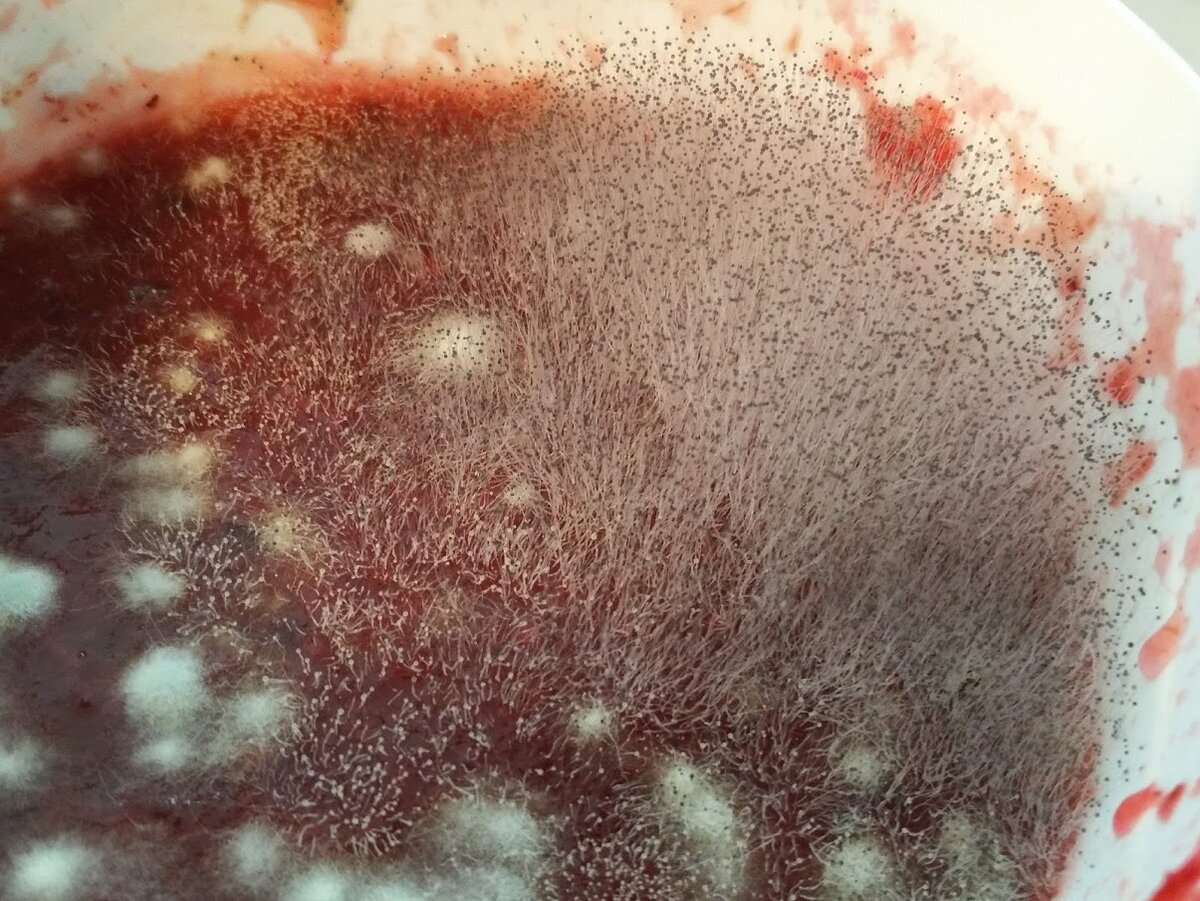 Колония обычной плесени. Фото автора.