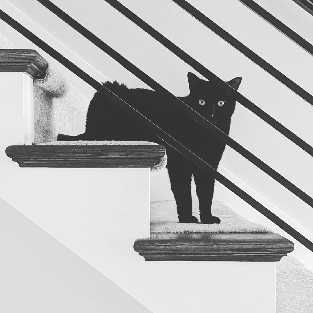 У электронщиков даже кошки особенные. На фото собственность одного из участников плейлиста Джереми Блейка