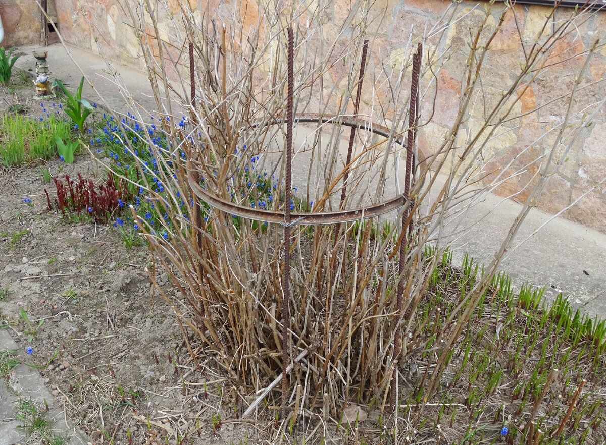 Забор для кустов своими руками