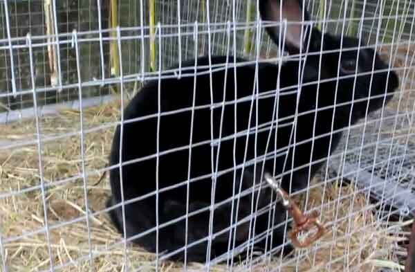 Самодельные фермы и клетки для кроликов