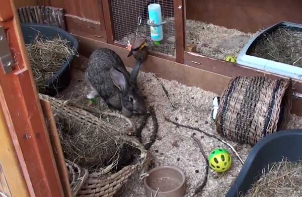 Устройство шедов для кроликов
